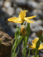 Hypericum caespitosum
