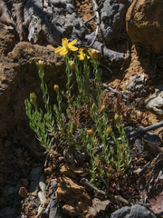 Hypericum caespitosum