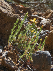 Hypericum caespitosum