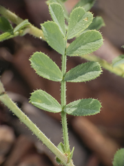 Adesmia denticulata