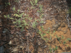 Adesmia denticulata