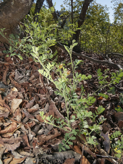 Adesmia denticulata