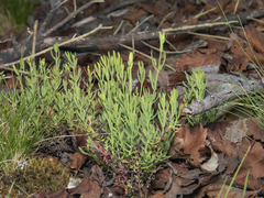 Hypericum caespitosum