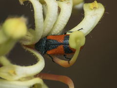 Arthrobrachus nigromaculatus