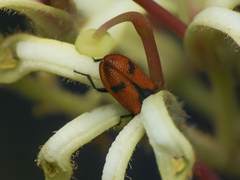 Arthrobrachus nigromaculatus