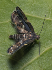 Hyperskeles choreutidea