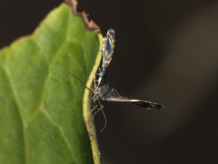 Hyperskeles choreutidea