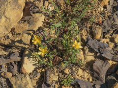 Hypericum caespitosum