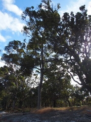 Eucalyptus diversicolor