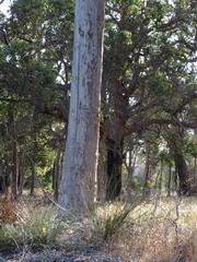 Eucalyptus diversicolor