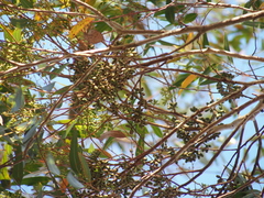 Eucalyptus diversicolor