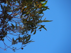 Eucalyptus diversicolor