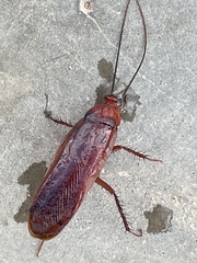 Pseudoderopeltis
