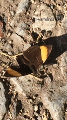 Adelpha melanthe
