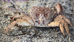 Metopograpsus messor