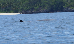Balaenoptera borealis