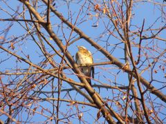 Turdus pilaris