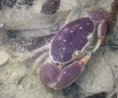 Eurycarcinus orientalis