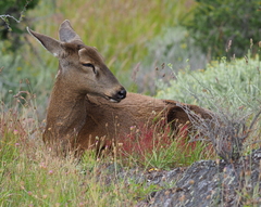 Hippocamelus bisulcus