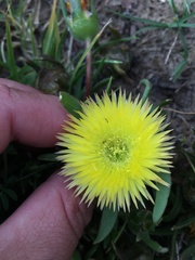 Apatesieae