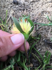 Apatesieae