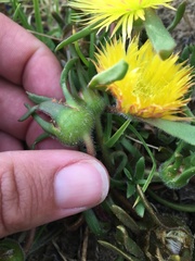 Apatesieae