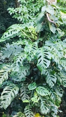 Monstera acuminata