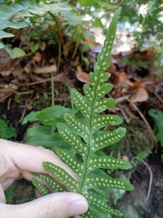 Polypodium interjectum