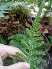 Polypodium interjectum