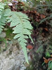 Polypodium interjectum
