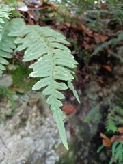 Polypodium interjectum