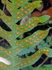 Polypodium