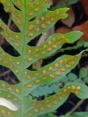 Polypodium