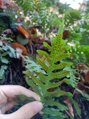 Polypodium