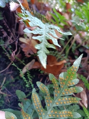 Polypodium