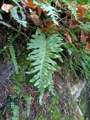 Polypodium