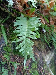 Polypodium
