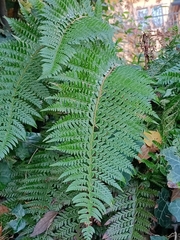 Polystichum aculeatum