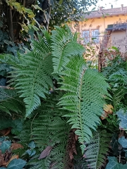 Polystichum aculeatum