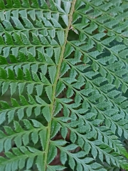 Polystichum aculeatum