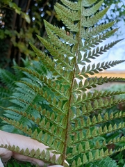 Polystichum aculeatum