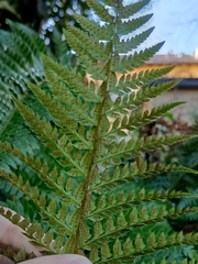 Polystichum aculeatum