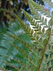 Polystichum aculeatum