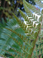 Polystichum aculeatum