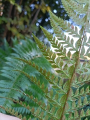 Polystichum aculeatum