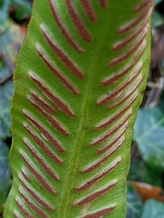 Asplenium scolopendrium