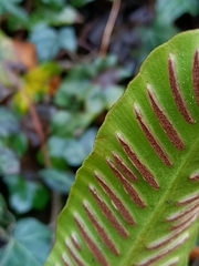 Asplenium scolopendrium