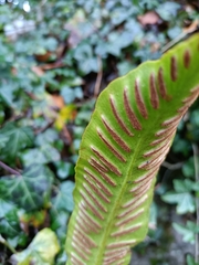 Asplenium scolopendrium