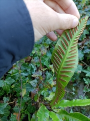 Asplenium scolopendrium