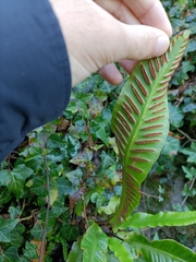 Asplenium scolopendrium